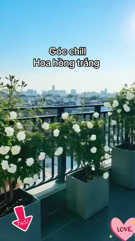 Combo 5 gốc hồng Pháp siêu hoa giá siêu ưu đãi. Hoa thơm, bông đẹp, thích hợp trồng hàng rào ban công rất lãng mạn cho những người yêu hoa, thích làm vườn. #nongnghiep #caygiong #trangtrisanvuon #caycanh #hoahong 