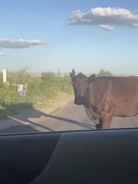 Literally, the attitude. #arizonacheck 