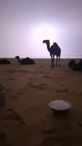 #البل #اكسبلور #اكس #الشعب_الصيني_ماله_حل😂😂 