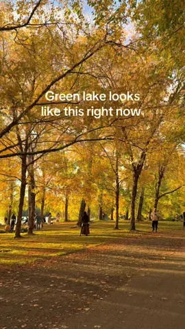 In awe, golden trees during golden hour #seattletiktok #fall #autumn #greenlake 