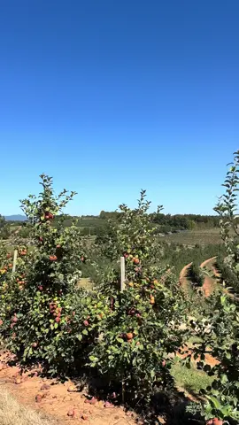 Day trip to Blue Ridge⛰️ #blueridgemountains #honeymoon #georgia 