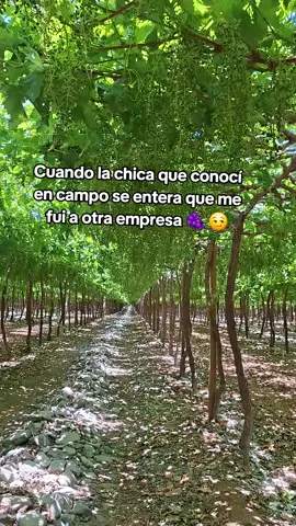 #humor #trabajo #fundo #raleo #uva 