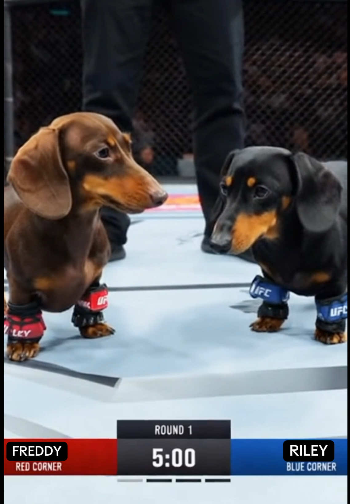 LIVE TONIGHT: Riley vs Freddy - two wieners, one belt. #dachshund #sora #aivifeo #UFC #dog