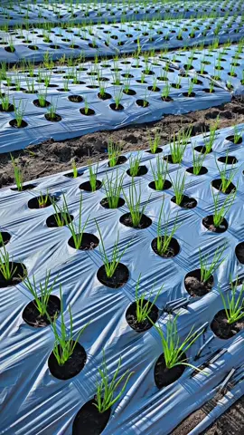 11hst😀#CapCut #petanibawangmerah #petanimuda 