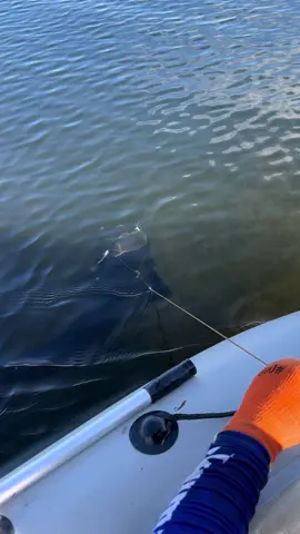 Сом#или#кыргызстан🇰🇬#казахстан🇰🇿#дельтаили#рыбалка2025#хобби 