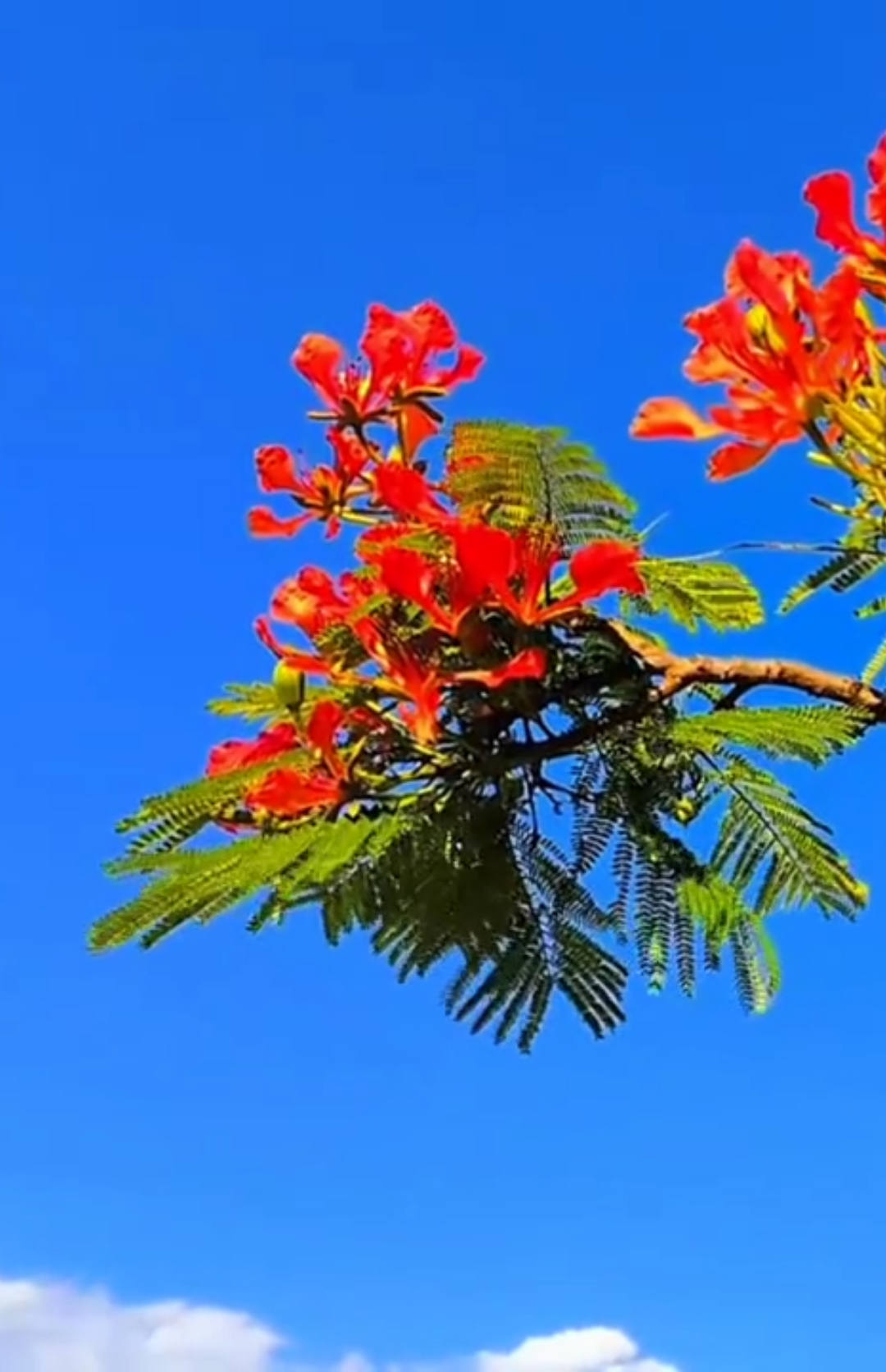 🥀🥀🥀 #edge #sinematikHD #kamera #pocox3nfc #vibes 