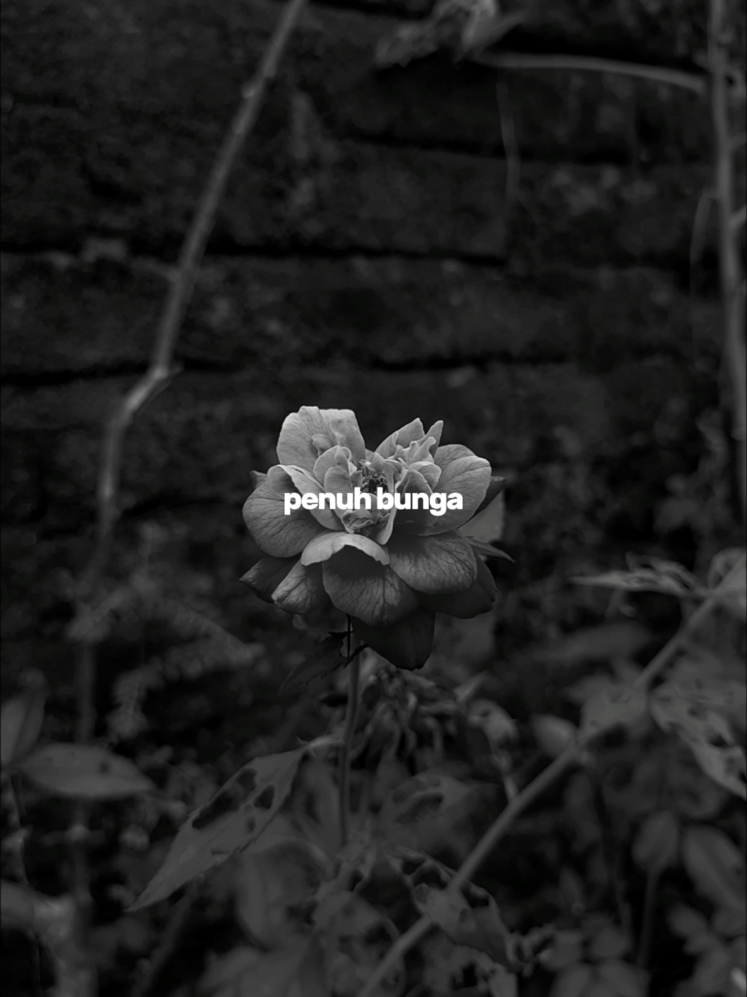 candu banget lagunya #gulali  #fypシ゚ #soundviraltiktok 