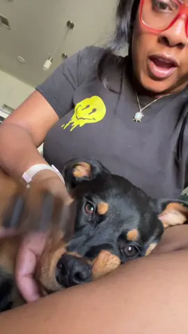 @Bailee The Rottie 🤍🐾  Follow to keep up with our Journey 🤍 