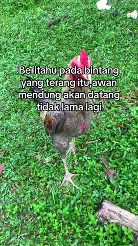 Yokereee dann mangon#ayambangkok #fyppppppppppppppppppppppp 