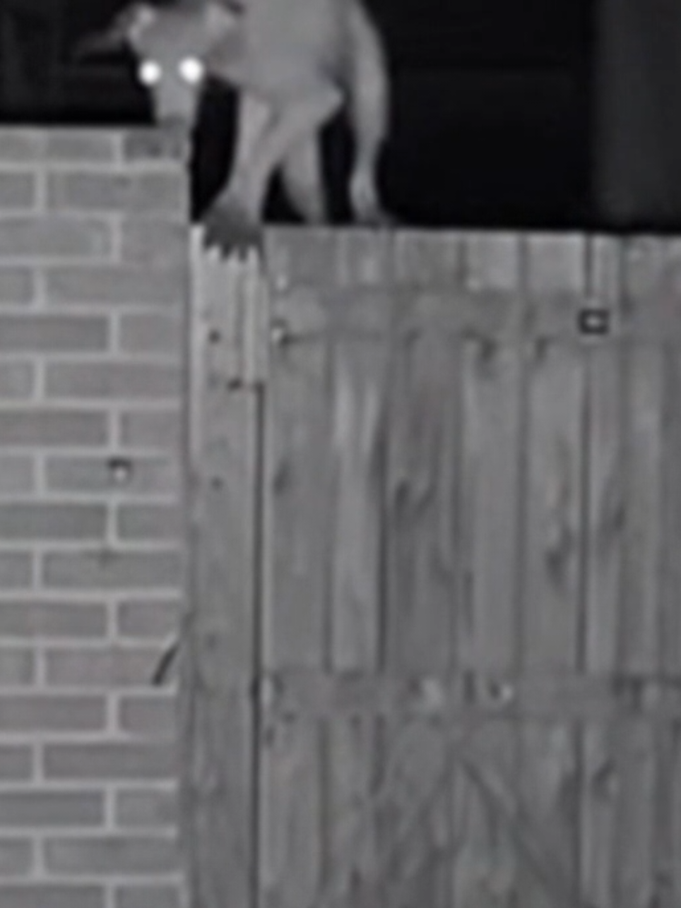 something strange recorded by security cam, what is that? #BizarreCreatures #MysterySightings #CaughtOnCamera #CreepyDiscoveries #ParanormalCatch 