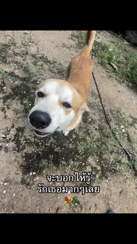 ฉันรักเธอมากๆเลยน่ะ💗#เทรนด์วันนี้ #เธรด #เธรดเพลง #fyp #ฟีดดดシ 