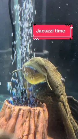 He loves his jacuzzi!  #fishtok #aquariumfish #aquaticlife #pleco #plecostomus 