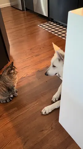 CJ’s obeying, but Cersei’s still throwing down Iike a bully 😭 🐱💪#WhiteGermanShepherd #CatAndDogLife #PetHumor #CatDominance #gsd