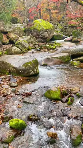 Nature Sound for Relaxation 85 Flowing Water #short #watersounds #flowingwater #naturrelaxation 