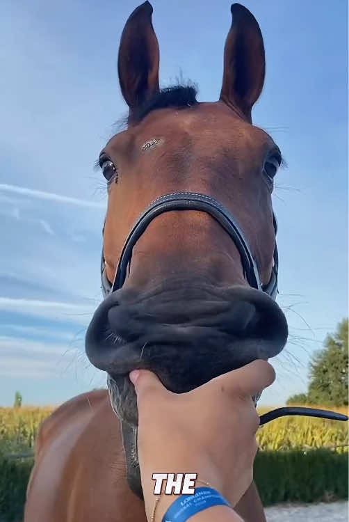 “Funny horses”#viral #animals #foryou #fyp #tiktok #cute 