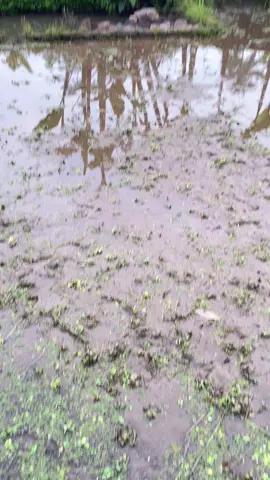 tiis celi herang mata #tasikmalaya #suasanapedesaan 