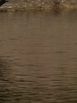 #CapCut #🦅 #zako😎 #اكسبلور #🔥 