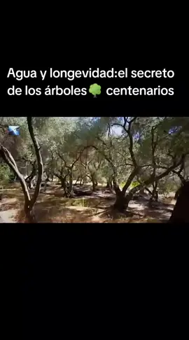 La longevidad de los árboles está estrechamente relacionada con el agua, ya que es esencial para su crecimiento y supervivencia. A continuación, te presento algunos aspectos clave sobre esta relación: - *Importancia del agua para los árboles*: El agua es crucial para la fotosíntesis, el transporte de nutrientes y la regulación de la temperatura en los árboles. - *Estrategias de adaptación*: Los árboles han desarrollado estrategias para adaptarse a la disponibilidad de agua, como ¹: - *Raíces profundas*: Algunas especies de árboles tienen raíces profundas que les permiten acceder a agua subterránea. - *Hojas pequeñas o coriáceas*: Algunas especies tienen hojas pequeñas o coriáceas que reducen la pérdida de agua por transpiración. - *Impacto del cambio climático*: El cambio climático está alterando los patrones de precipitación y aumentando la frecuencia de sequías, lo que puede afectar la longevidad de los árboles. - *Especies resistentes a la sequía*: Algunas especies de árboles son más resistentes a la sequía que otras, como ²: - *Olivo (Olea europaea)*: Es un árbol mediterráneo que puede sobrevivir con cantidades mínimas de agua. - *Baobab*: Este árbol puede almacenar grandes cantidades de agua en su tronco para soportar largos períodos de sequía. - *Importancia de la conservación*: La conservación de los árboles y los bosques es fundamental para mantener la salud de los ecosistemas y garantizar la disponibilidad de agua para las generaciones futuras. En resumen, la longevidad de los árboles está estrechamente relacionada con el agua, y es importante entender y proteger esta relación para garantizar la salud y la supervivencia de los árboles y los ecosistemas. #arbol #ciencia #ecology #conservacion #naturaleza 