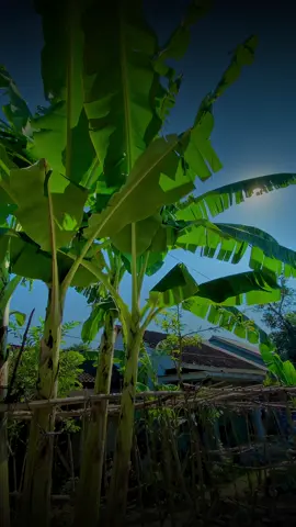 algoritma jajal sawangen kui betapa apiknya pohon pisang kui🤣🍌✅🌿 microsoft edge x capcut pro  4K 60fps #microsofedge #fyppppppppppppppppppppppp #capcut #colorgrading #4k