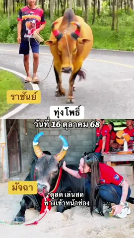 #วัวชนสด #วัวชนภาคใต้ #วัวชนคนสวย #วัวชนคนสู้🐂 #วัวชนสงขลา 