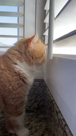 Nothing’s getting past Robert. 🤣 #fatherfigure #homesecurity #cat #guardcat 