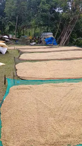 bilad tayo ng palay🌾 #provincelife #farmerlife 