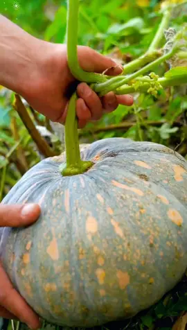 Try the sweet and crispy pumpkin crisps made of pumpkins. How many times have you eaten them? #Rural Food #Pumpkin Crisp #Rural Life Daily Life.