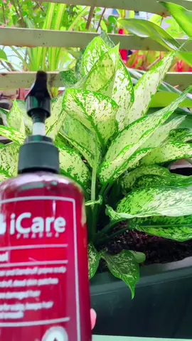 Dầu Gội iCare Pharma Antisol Chiết Xuất Dược Liệu Sạch Gàu, Giảm Ngứa, Chống Rụng Tóc 240ml #daugoithaoduoc #daugoitrigau #daugoitrinam 