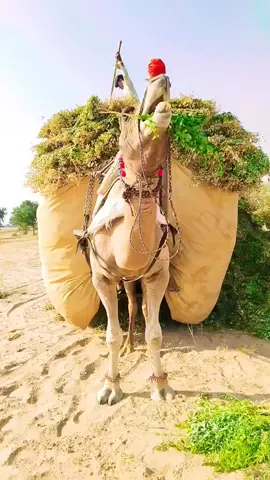 #foryou #video #viral #fypシ゚🙏 #FORYOUILOVTHAR❤️💙🦚 