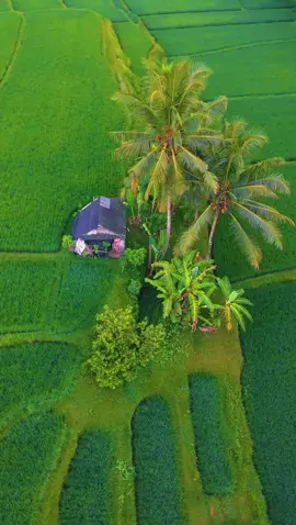 Good morning rice field 🛖🌴🌾 #cinematic #drone #dronevideo #bali #pesonaindonesia 