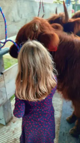 Hawfields No Taxation getting some pets, kisses and brushing #highlandcow #cute #animal #farm #country 