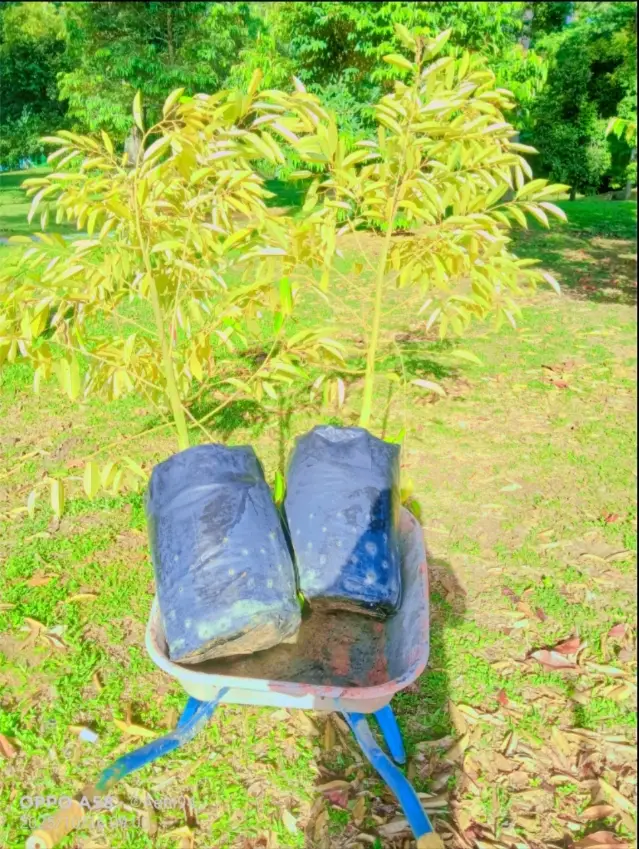 Hari Kamis.16.okt.2025.Tanam Durian Dengan Big Bos.#durian#durianlover #durianmusangking #duriandurihitam #fyppppppppppppppppppppppp 