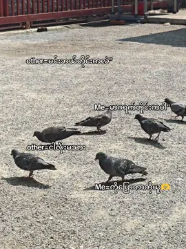 ကိုပြောတာကိုယူ🗿🫶#fypage #fyppppppppppppppppppppppp #kophattee #fypシ゚ 