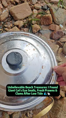 Unbelievable Beach Treasures: I Found Giant Cat's Eye Snails, Fresh Prawns & Clams After Low Tide 🌊🐚 Join me on this incredible seaside adventure where nature's hidden treasures reveal themselves right after the tide recedes! As the morning sun hits the beach, I start my journey to discover what the ocean has left behind - from mysterious golden 'wheat juice or beer' bottles to piles of freshly washed seaweed. The beach is alive with surprises, and every step brings something new. I stumble upon a discarded fishing net and sift through it, only to find glistening shells and the most stunning red scallops! But the real excitement begins when I uncover two giant cat's eye snails - their shells smooth and shining under the sunlight. Each one is heavy, filled with seawater and pure luck. After gently squeezing the water out, I continue exploring and find something even more surprising - fresh, recently stranded prawns! They're still full of life and freshness, too good to waste, so I decide to take them home. And just when I think the day's luck has ended, the sand reveals countless hairy clams, clustered together like buried treasure. With both hands full, I realize I've gathered enough seafood to share with my girlfriend - a perfect ending to a lucky day by the sea. This video captures the thrill of beach foraging, the beauty of marine life, and the unexpected gifts of nature that come with every tide. Perfect for nature lovers, seafood fans, and anyone who loves relaxing coastal adventures. #sealife #beachlife #oceanlife #foraging #coastaladventures 