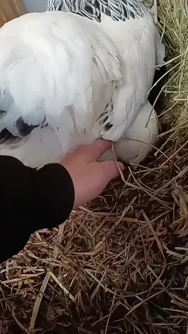 From friendlies to bffs:A farmyard love story. #cat#chicken #funnycatvideo #usa#fyp