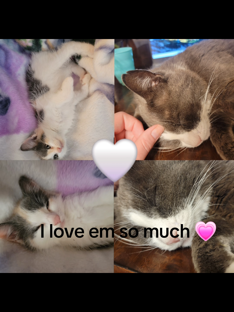 #CapCut #mittens #mewmews <33