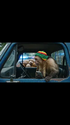 #rasta #monkey #rastamonkey 