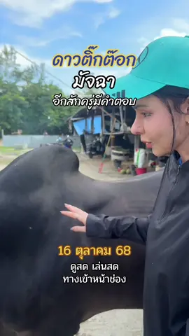 #วัวชนสด #วัวชนภาคใต้ #วัวชนคนสวย #วัวชนคนสู้🐂 #วัวชนสงขลา 