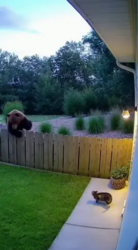 Cat with Character CCTV camera