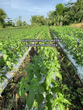 🌶️🚀#teampakciksobri #petaniindonesia🇮🇩🇮🇩🇮🇩🌿🌿 #petanicabe #petanimuda 