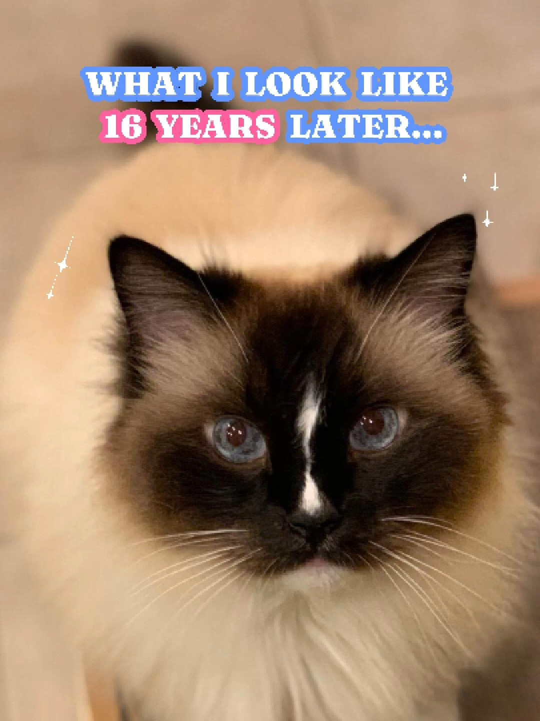 Seriously, where did the time go? Watch the sweet comparison of my Ragdoll cat, Charlie, as a kitten next to his current 16-year-old self. What I look like 16 years later.