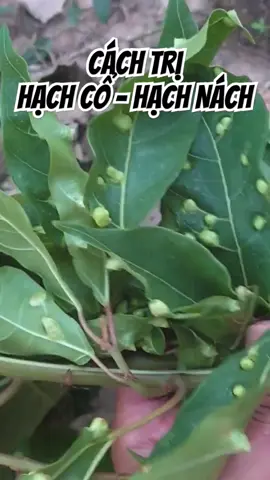 Lá cây hỗ trợ tiêu u hạch, u tuyến giáp, u bướu cổ,... #uhach #utuyengiap #buouco #xuhuong 