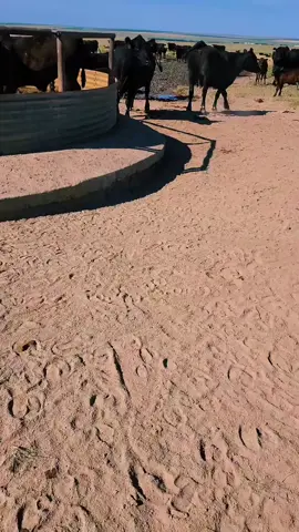 #CapCut #cows