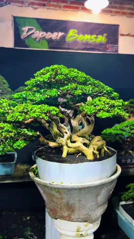 Wacang big#bonsaiindonesia #fyppppppppppppppppppppppp #dapoerbonsai #bonsaijapan #bonsaiart 
