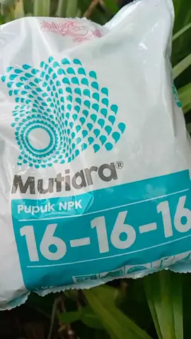 Pupuk NPK Mutiara 16-16-16#Pupuk#NPK#Mutiara#Cocokdigunakansemuajenistanaman