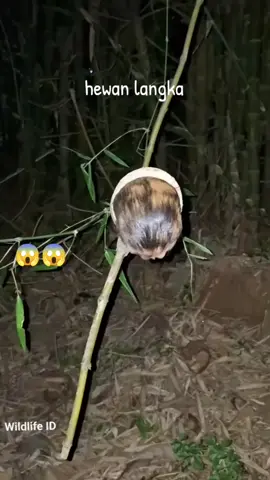 hewan langka apa ini 