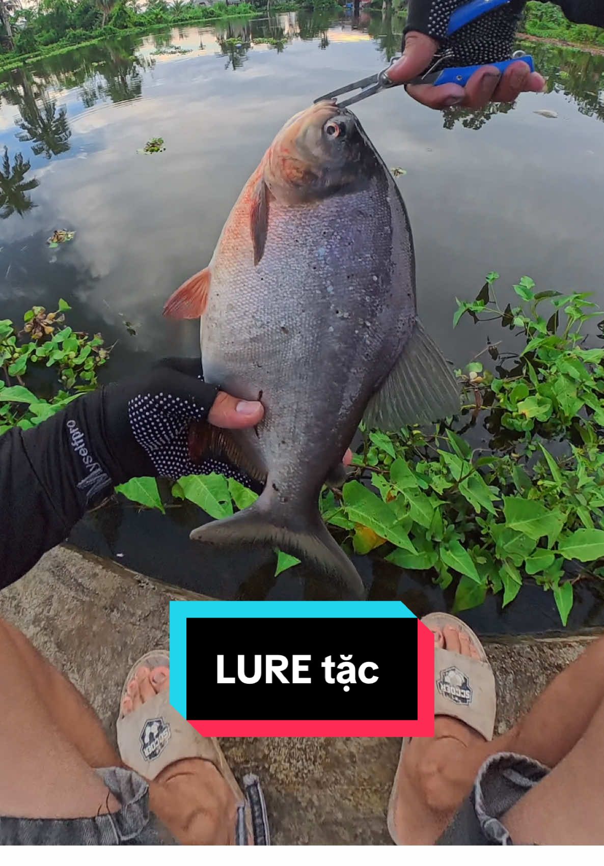 Lure tặc 😂😂😂 #trọngkevin #lure #lurefishing #luretặc 