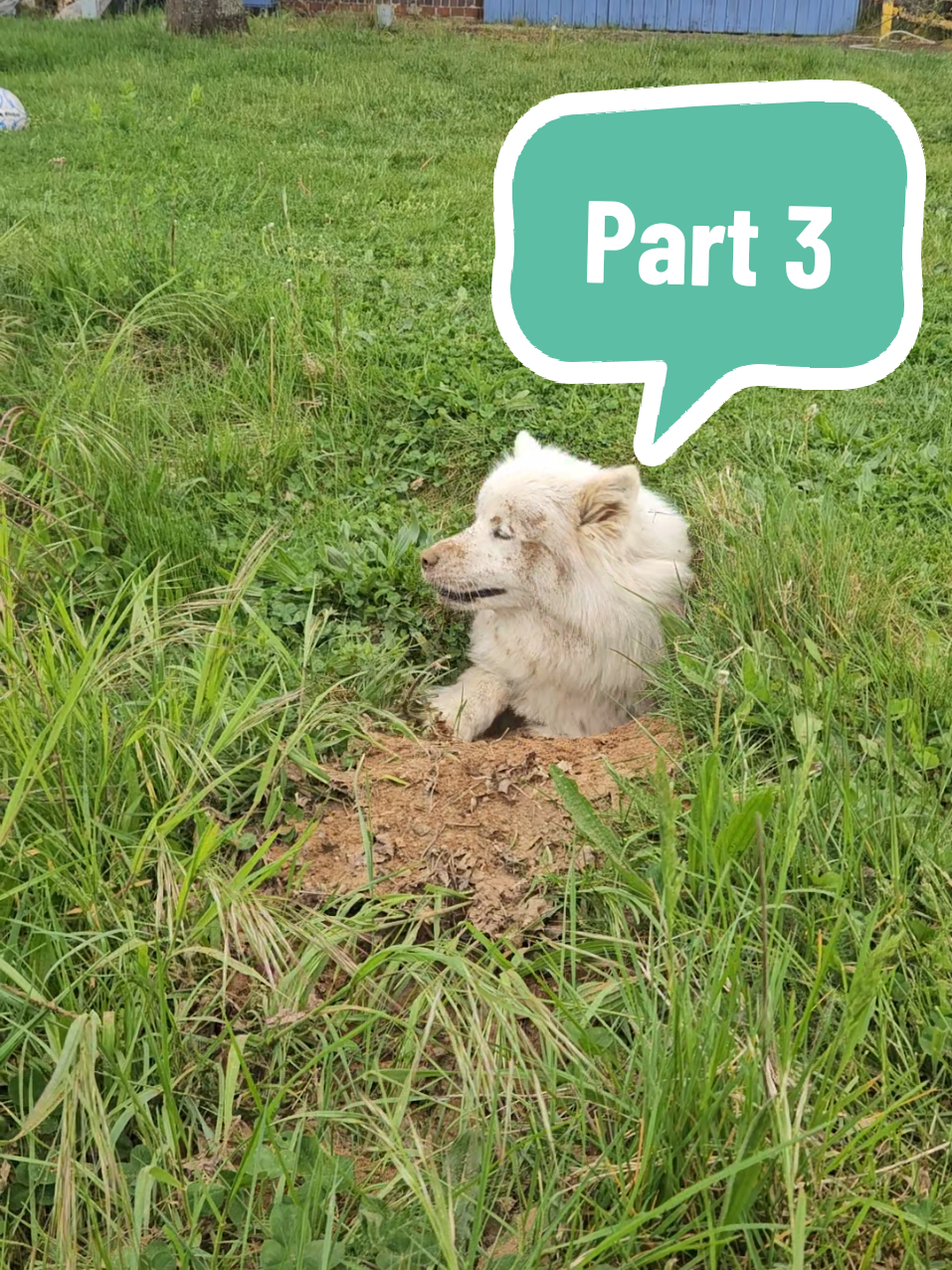 Antwort auf @official_sozu #samoyed 