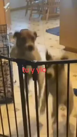 Nosé xd solo hice este video porque...por qué ya no subía nada XD #hola#paratiiiiiiiiiiiiiiiiiiiiiiiiiiiiiii #nose#uwu#🫶🏻