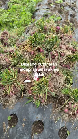 #kyy #petaniindonesia🇮🇩🇮🇩🇮🇩🌿🌿 #fyp 